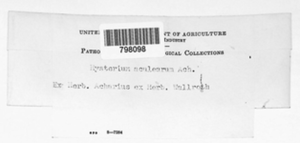 Hysterium aculearum image